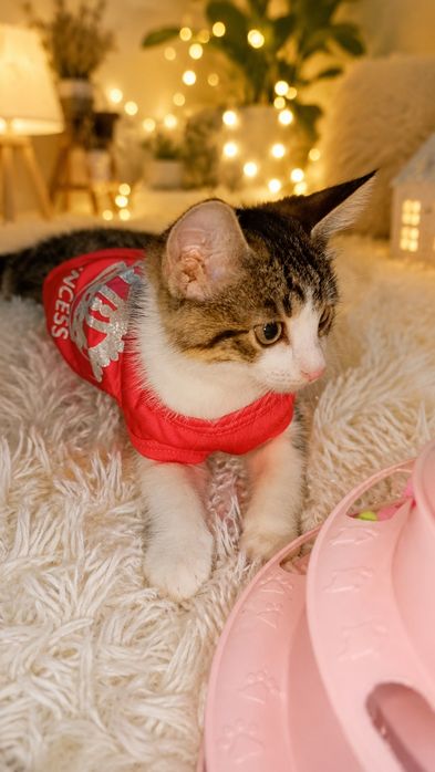 Котята красивые. ПРИВИТЫЕ с паспортом