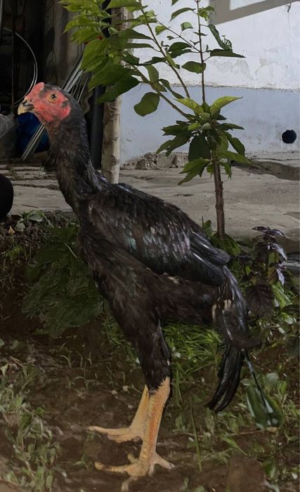 Xoroz dakan sotiladi