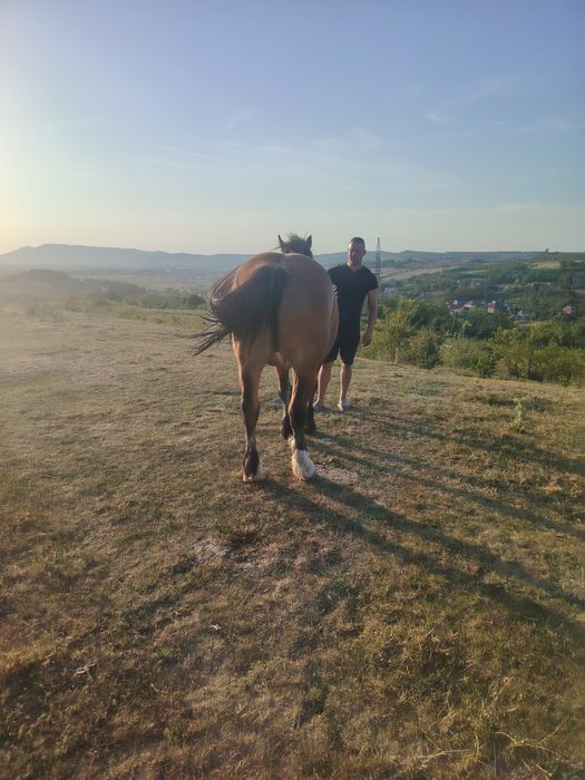 Vând mânză de 3/4 ani foarte cuminte. Merge la căruță.  Preț 3000€