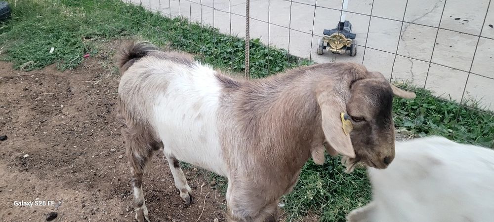 Текелер сатылады