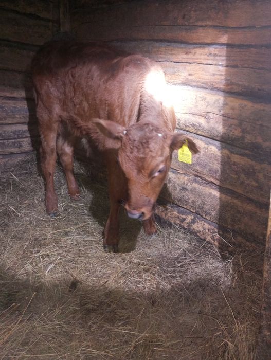 Продам бычка 2,5 месяца