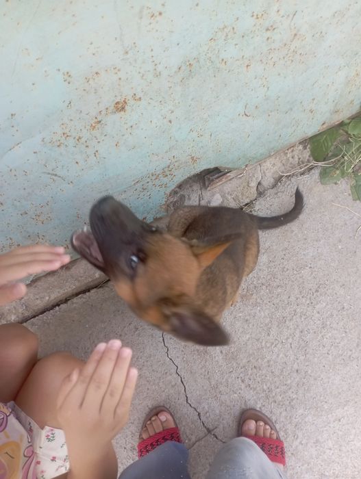 Afcharka nemis zotli
