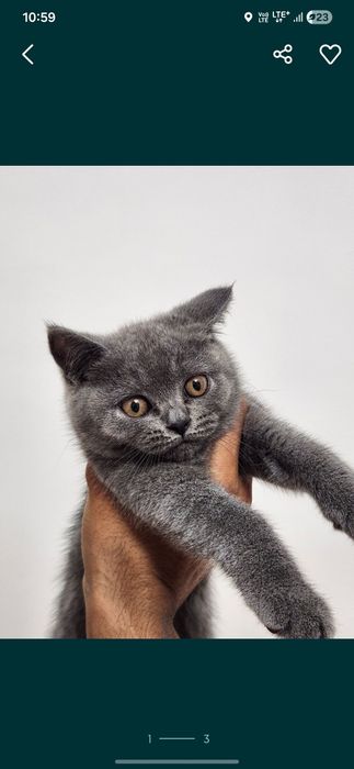 Срочно продаётся скотиш страйт