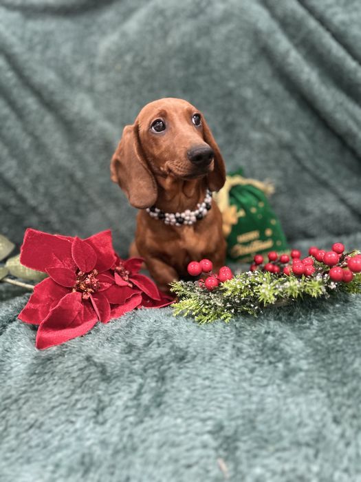 Mascul teckel cu Pedigree Fci