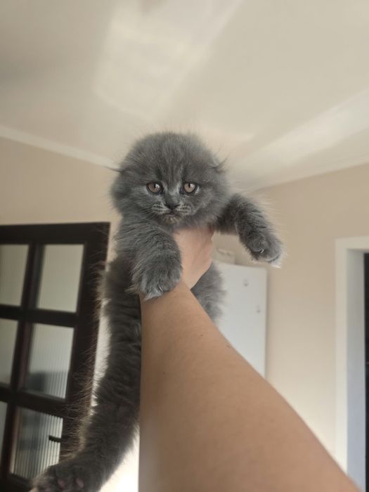 Vând pisică  Scottish Fold