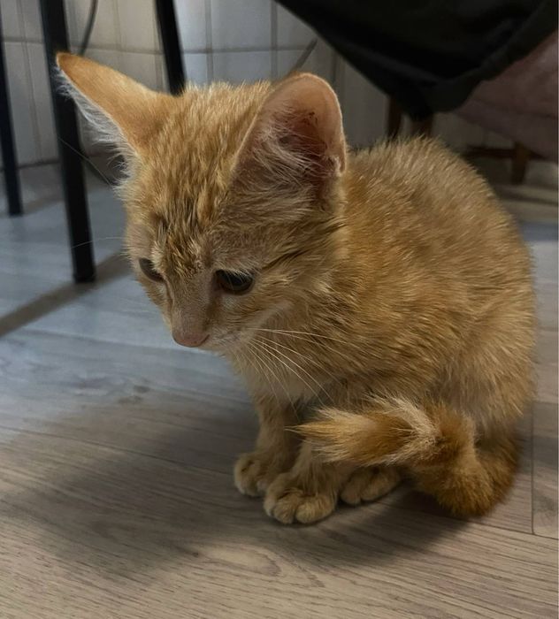 Отдаем золотого котенка