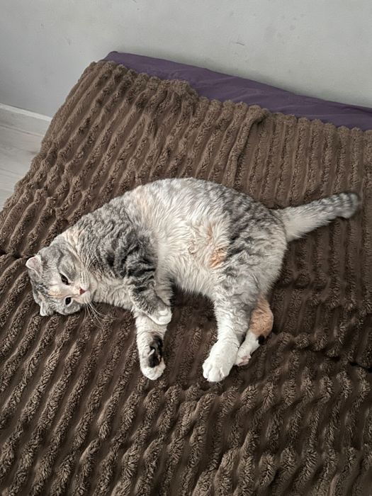 Кошечка шейла ищет дом