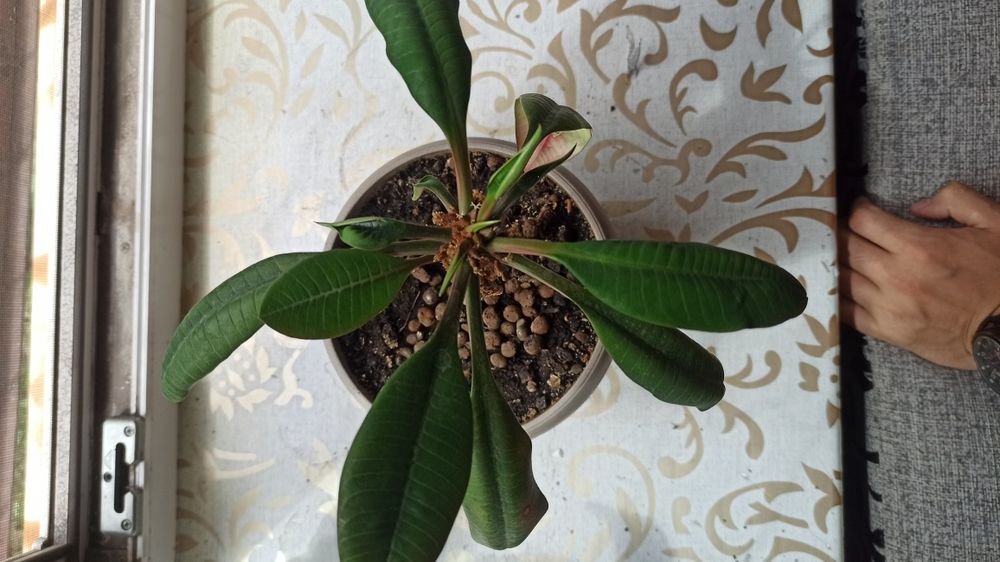 Молочай Беложилковый