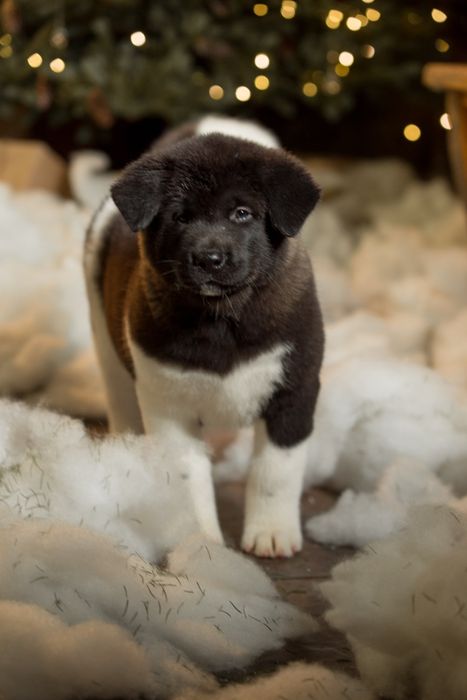 Элитные щенки Американской Акиты