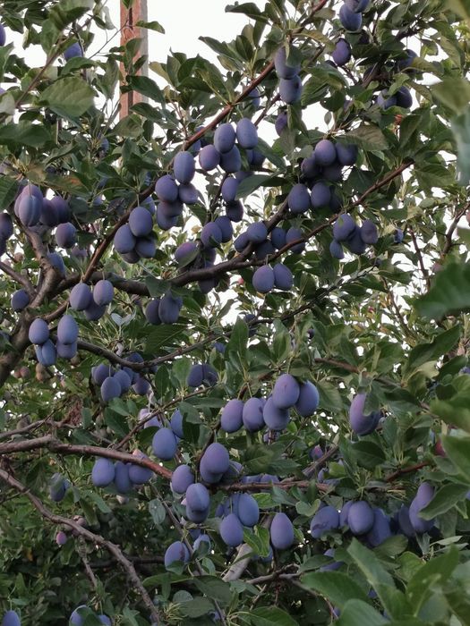 Vând prune diverse soiuri