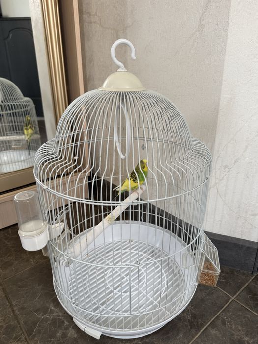 Попугай с клеткой и кормом