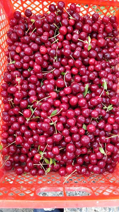 Проддам дачу с/о Химик