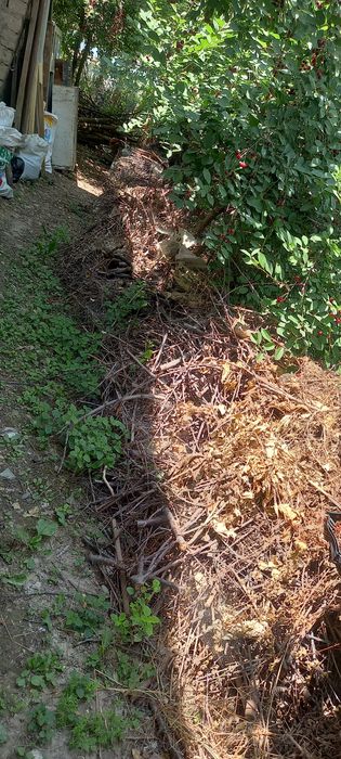 Утин бор сотилади