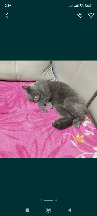 Шатланская короткошёрстная кошка девочка