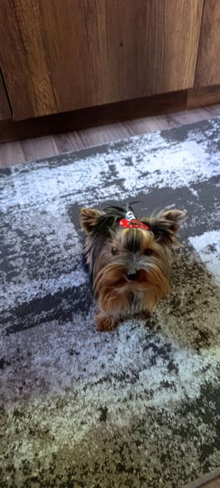 Мини Йоркширски териер