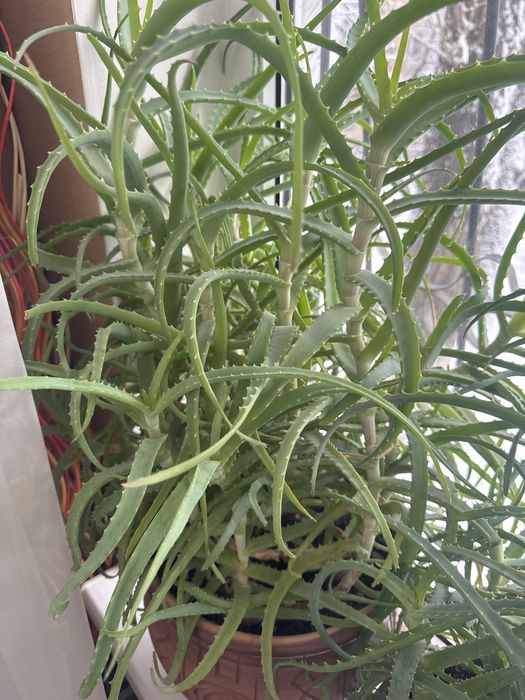 Продаю комнатные растения