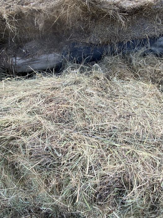 Көк шөп сатылады