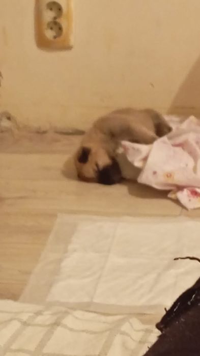 Отдам щенка в хорошие руки