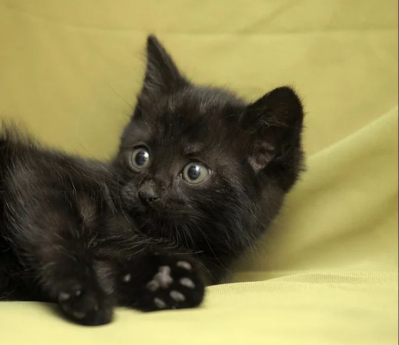 Дарю котят с доставкой