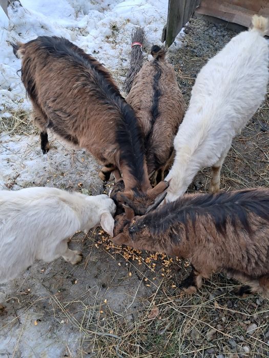 Vănd  5 ieduțe din vară din mame bune de lapte