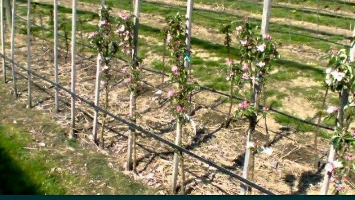 Pomi columnari calitate superioara