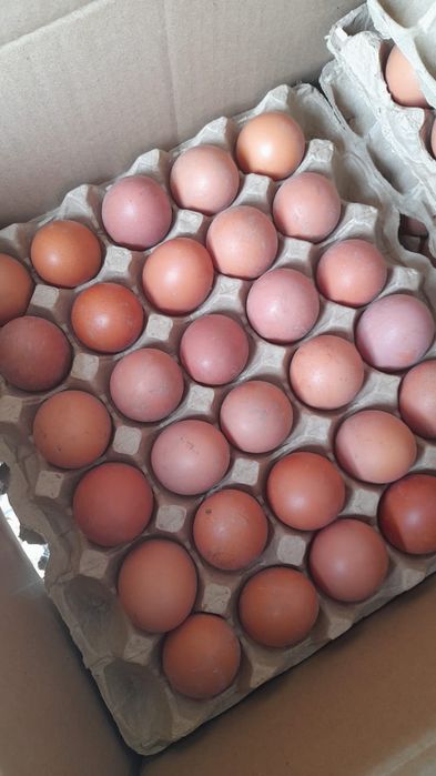 Продам яйца инкубационный