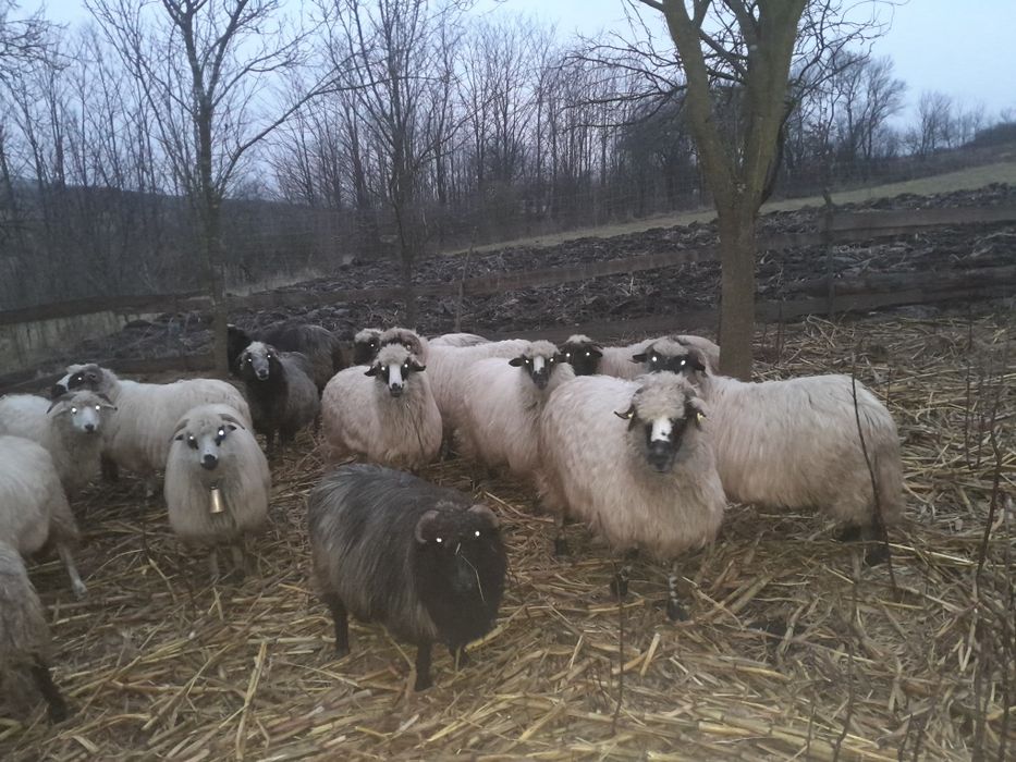 Oi turcane de vânzare