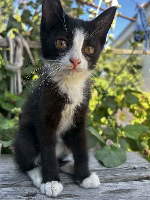 Отдам котят в добрые руки