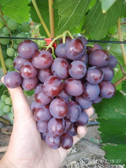 Butași Viță De Vie Anul 3 De Vegetație