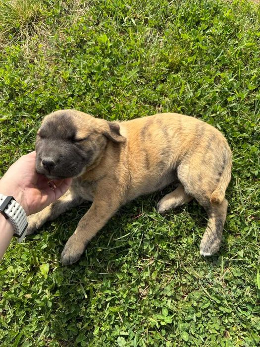 Donez catei 8 saptamani