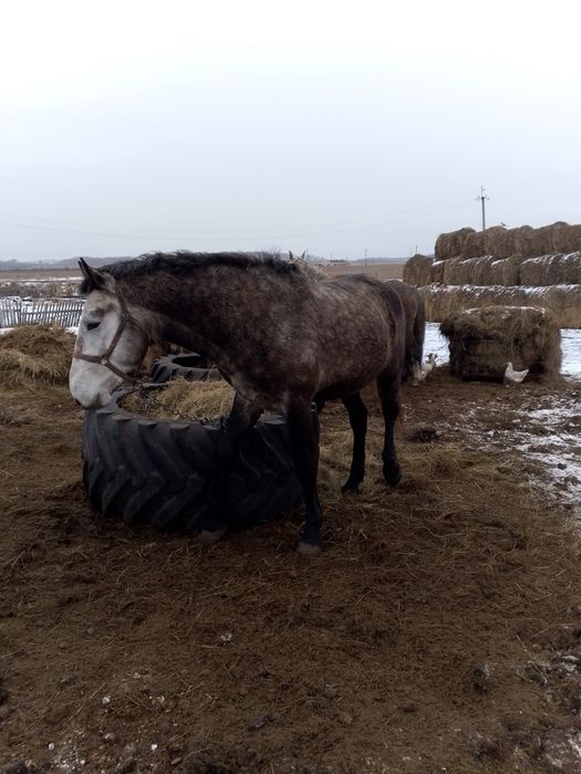 Продам жеребца на племя