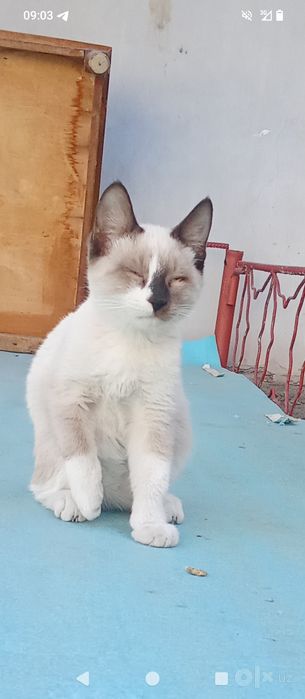 Zotli mushuklar rangli