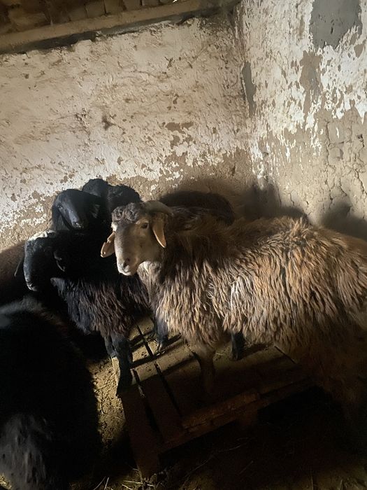 Ассаламуаликум қошқарлар бар