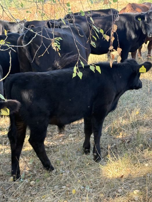 Vitei angus cu origine