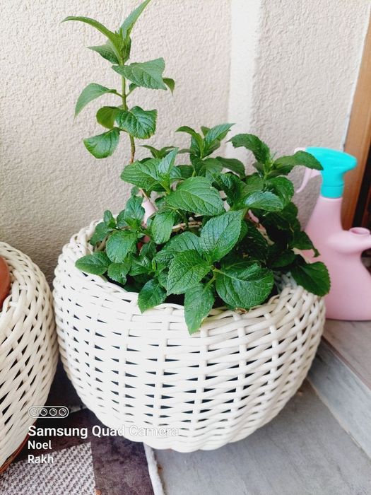 Kashpo iz rotanga dlya svetov