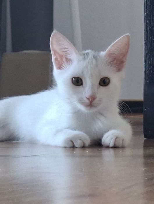 белый котенок девочка