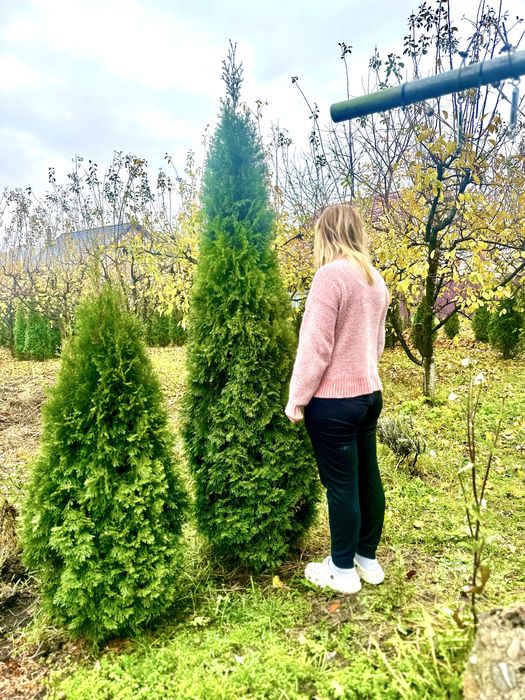 Tuia Smarald Laylandi brabant Gard Viu 1.8 - 2m Aclimatizati