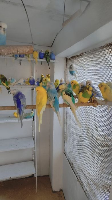 Peruși superbi de vînzare