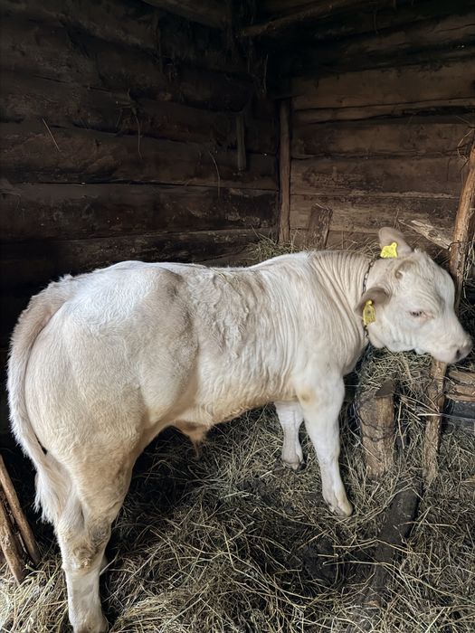 Vând vițel, rasă belgiană