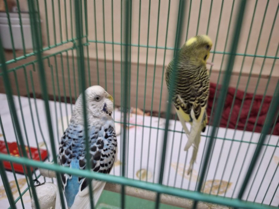 Продается волнистые попугаи