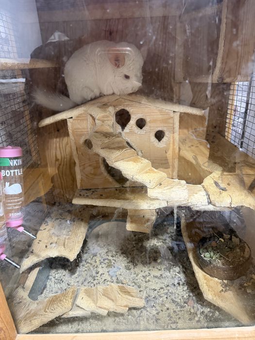 Белая шиншила  .