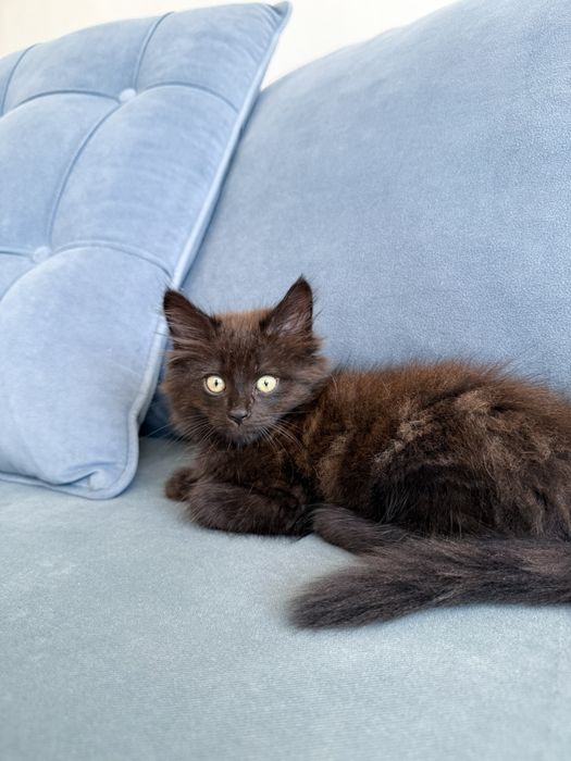 Ищем дом для котенка!