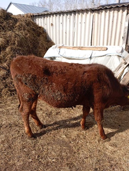 Продам бычка (кастрат)