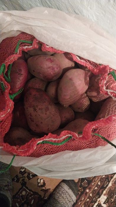 Продам картошку Кугалы