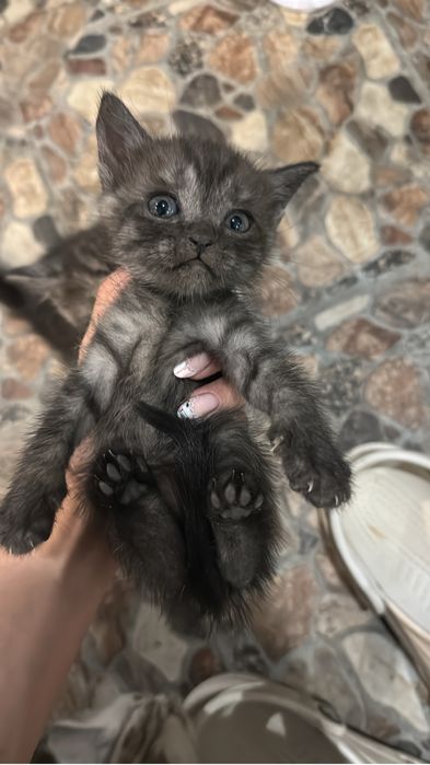 продаю породистых котят