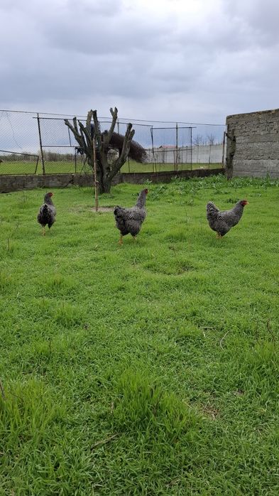 Gaini si cocosi plymouth