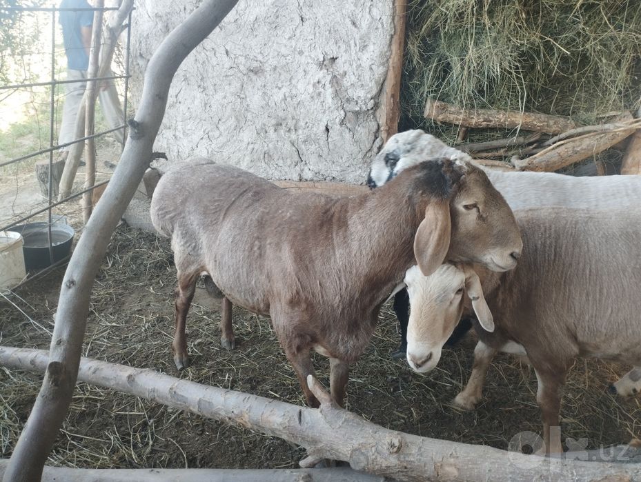 Qòylar sotiladi Arashan bilan Qirĝiz gigant