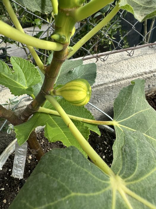 Инжир «далматский»