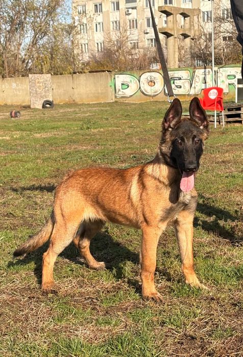 Malinois mascul cu pedigree