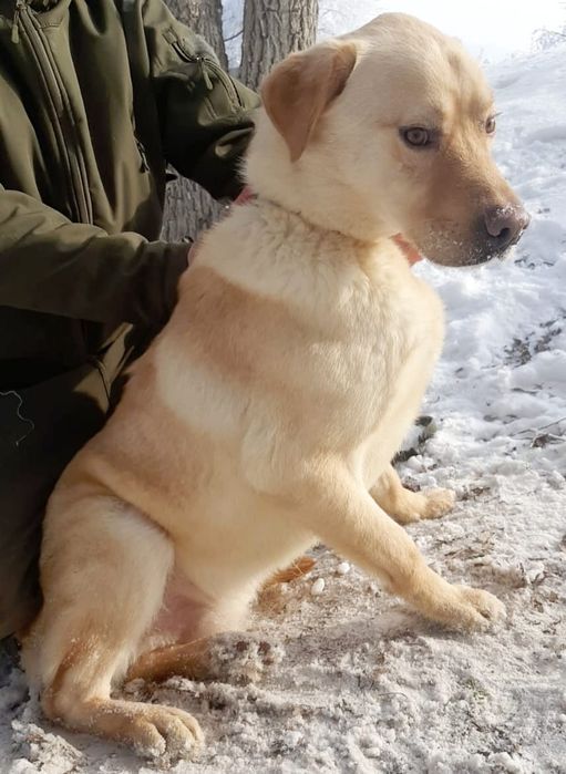 ДвОряНины и ПорОдиСтыЕ соБаЧки